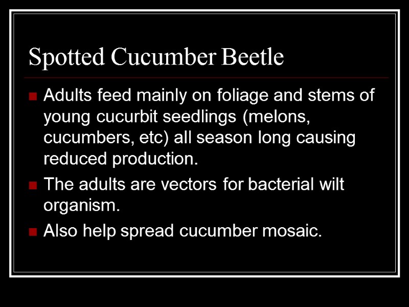 Spotted Cucumber Beetle Adults feed mainly on foliage and stems of young cucurbit seedlings